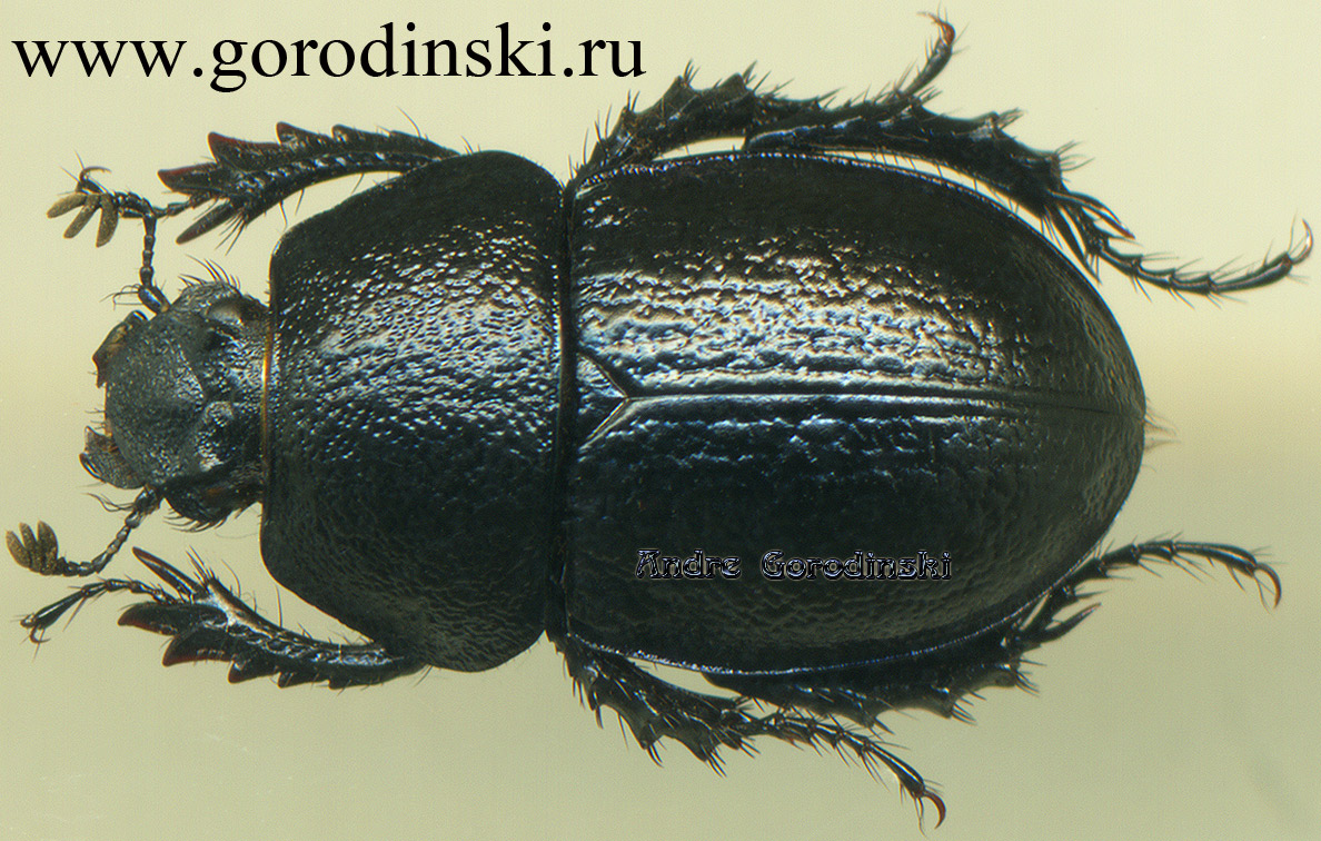 http://www.gorodinski.ru/geotrupes/Odontotrypes lassallei.jpg